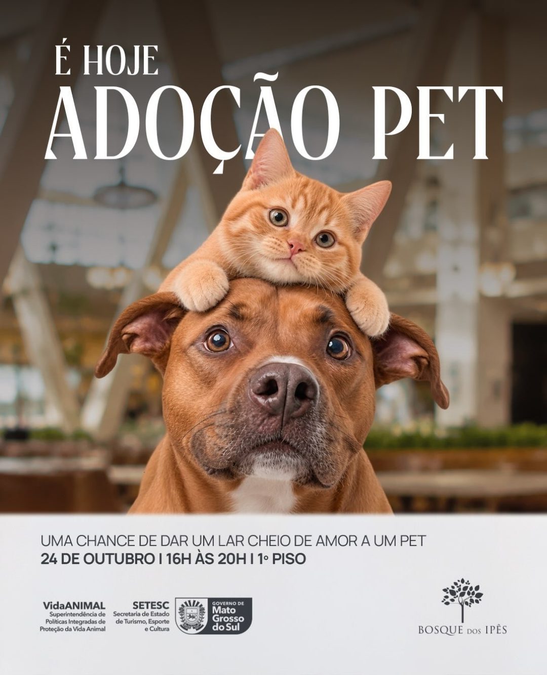 Flyer: Adoção Pet